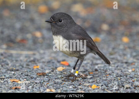 South Island Robin (Petroica australis australis) männlich stehend auf dem Boden, Farbe Bands. Eglinton Valley, Southland, Neuseeland. Stockfoto