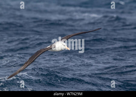 Campbell Albatross (Thalassarche impavida) im Flug angezeigt uppering, Whitianga, Coromandel Halbinsel, Neuseeland. Stockfoto