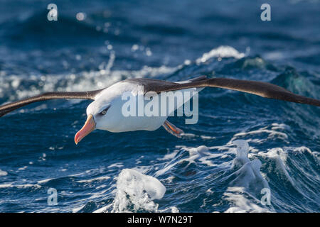Campbell Albatross (Thalassarche impavida) im Flug niedrig über die Wellen, aus Rodgau, Coromandel Halbinsel, Neuseeland. Stockfoto