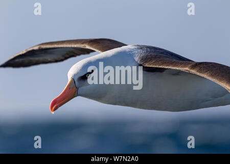 Campbell Albatross (Thalassarche impavida) im Flug aus der Nähe, aus Rodgau, Coromandel Halbinsel, Neuseeland. Stockfoto