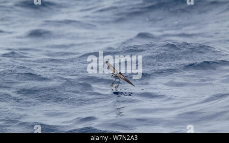 White-faced Storm petrel (Pelagodroma marina 'So Sweet) Ernährung durch Prellen auf der Oberfläche des Meeres, aus Madeira, North Atlantic. Mai. Stockfoto