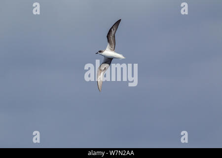 Zino's Petrel (Pterodroma Madeira) im Flug angezeigt underwing. Aus Madeira, North Atlantic. Mai. Gefährdet. Stockfoto