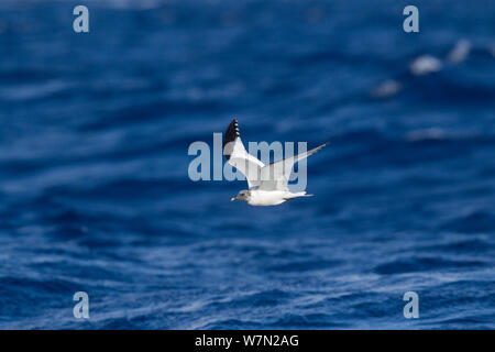 Sabine's Möwe (Larus/Xema sabini) Erwachsene in fast voll zur Zucht Gefieder, aus Madeira, North Atlantic. Mai. Stockfoto