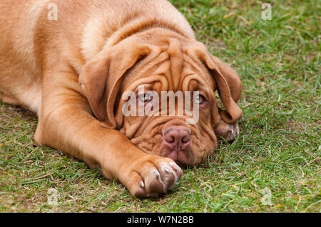 Bordeauxdoggen Welpen mit 12 Wochen Stockfoto