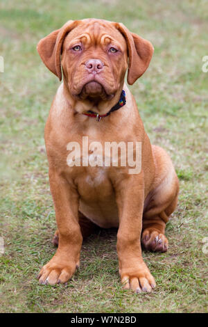 De Bordeaux Dogge Welpe mit 12 Wochen Stockfoto