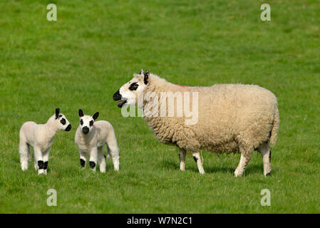 Kerry Hill Schafe Herde Mutterschafe und zwei Lämmer Stockfoto