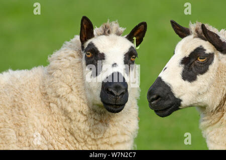 Kerry Hill Schafe Herde Mutterschafe Stockfoto