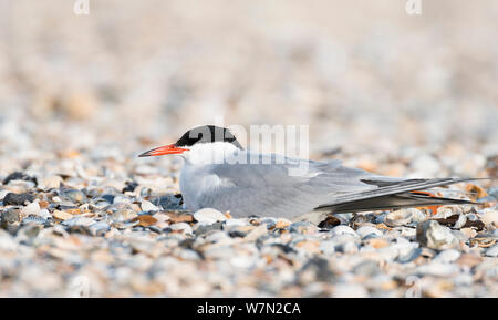 Flussseeschwalbe (Sterna hirundo) sitzen auf Nest auf Kies Bank, Texel, Niederlande Stockfoto