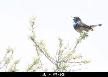 Blaukehlchen (Luscinia svecica) männlich in voller Songs, Texel, Niederlande Stockfoto