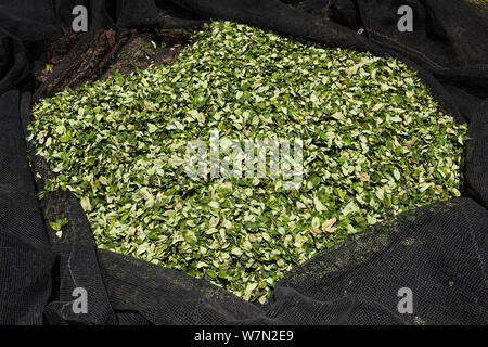 Ernte von Coca (Erythroxylum coca) Blätter im Netz bereit, den Markt in La Paz, Bolivien, November genommen zu werden. Stockfoto