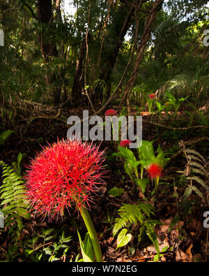 Afrikanische Blut Lily (Scadoxus katharinae) Blüte die der Nebel Wald rund um Victoria Falls, Simbabwe, November Stockfoto