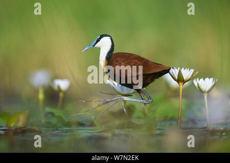 Weibliche Afrikanischen jacana (Actophilornis africanus), unter den Seerosen, Okavango Delta, Botswana. November. Stockfoto