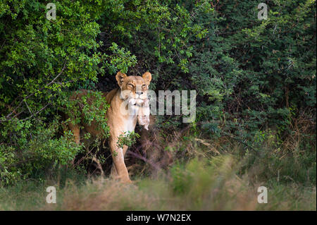 Löwin (Panthera leo) Ihr neugeborenes Cub, Okavango, Botswana, November. Stockfoto