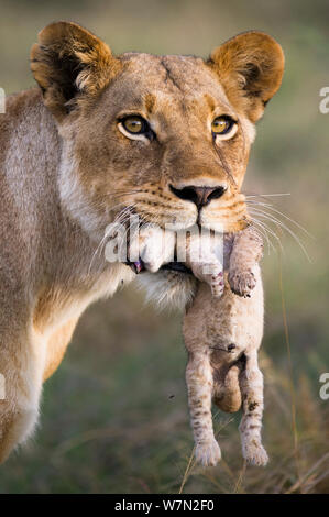 Löwin (Panthera leo) Ihr neugeborenes Cub, Okavango, Botswana, November. Stockfoto