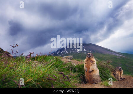 Alpine Murmeltier (Marmota marmota), Nationalpark Hohe Tauern, Österreich, Juli Stockfoto