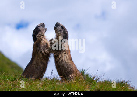 Alpine Murmeltier (Marmota marmota) kämpfen, Nationalpark Hohe Tauern, Österreich, Juli Stockfoto