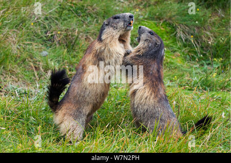 Alpine Murmeltier (Marmota marmota) kämpfen, Nationalpark Hohe Tauern, Österreich, Juli Stockfoto