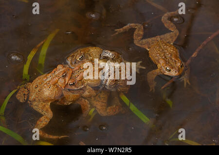 Amerikanische Kröte (Bufo americanus) mehrere Männchen, ein Weibchen zu begatten, New York, USA Stockfoto