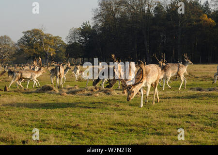 Damwild (Dama Dama) feding auf Heu, Attingham Park, Shropshire, England, Großbritannien, November 2011 Stockfoto