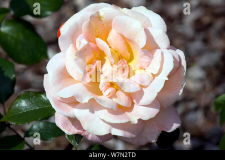Rose Rosemary Harkness Stockfoto