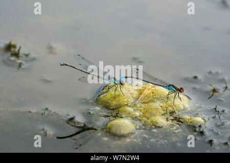 Paar kleine Red-eyed damselflies (Erythromma viridium) auf Fadenalgen, vor der Paarung, Herefordshire, England, Großbritannien, Juli Stockfoto