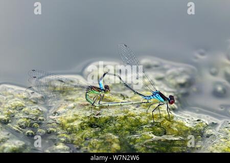 Paar kleine Red-eyed damselflies (Erythromma viridium) auf Fadenalgen, Paarung, Herefordshire, England, Großbritannien, Juli Stockfoto