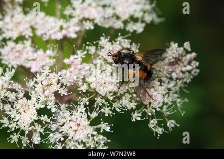 Gemeinsame rufous Parasit fliegen (Tachina fera) auf wilde Engelwurz (Angelica sylvestris) Blüte, Mortimer Wald, Herefordshire, England, UK, August Stockfoto