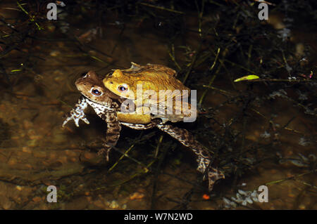 Paar von Gemeinsamen Europäischen Kröten (Bufo bufo) in amplexus, Herefordshire, England, UK, Europa, März Stockfoto