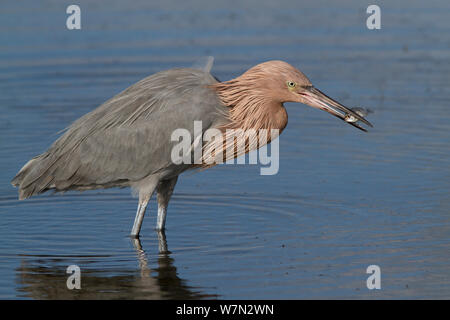 Rötlich Seidenreiher (Egretta rufescens) Dunkle morph in nicht-Zucht Gefieder, mit Minnow im Schnabel. Tampa Bay, St. Petersburg, Florida, USA, November. Stockfoto