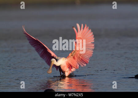 Rosalöffler (Platalea ajaja), Unreife, Landung in Untiefen der Süßwasser-See. Sarasota County, Florida, USA, April. Stockfoto