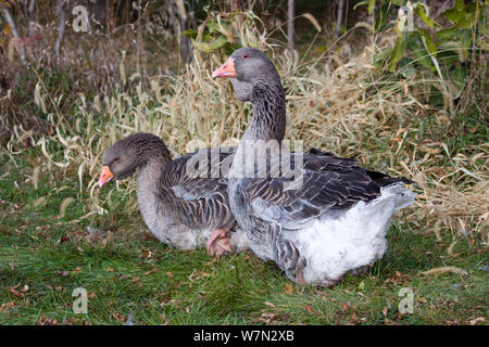 Grau Toulouse heimische Gänse (Anser anser), einem alten inländische Brut feom Frankreich, dessen wilden Stammvater war der westlichen Graugans. Calamus, Iowa, USA, Oktober. Stockfoto