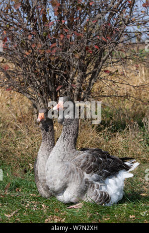 Grau Toulouse heimische Gänse (Anser anser), einem alten inländische Brut in Frankreich, deren wilden Stammvater war der westlichen Graugans deveoped. Calamus, Iowa, USA, Oktober. Stockfoto