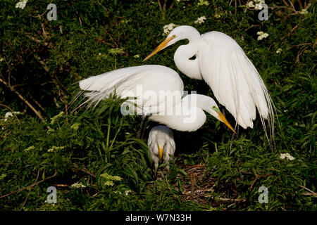 Paar große Reiher (Ardea alba) in Zucht Gefieder, mit Küken im Nest. Osceola County, Florida, USA, März. Stockfoto