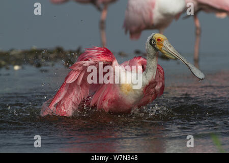 Nach Rosalöffler (Platalea ajaja) Zucht im Gefieder, Baden. Sarasota County, Florida, USA, April. Stockfoto