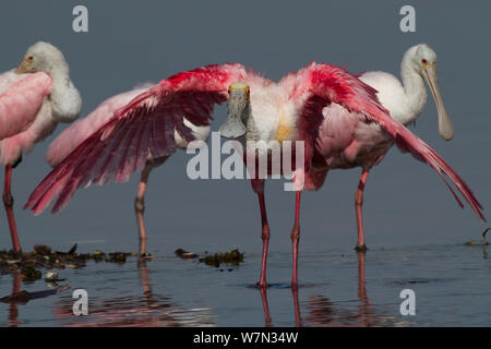 Nach Rosalöffler (Platalea ajaja) Strecken und Trocknen Flügel nach dem Baden im flachen Wasser; unreif Löffler im Hintergrund. Sarasota County, Florida, USA, April. Stockfoto
