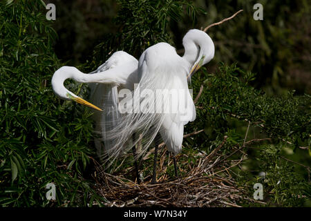 Silberreiher (Ardea Alba) putzen ihr Gefieder Zucht zu verschachteln. Osceola County, Florida, USA, März. Stockfoto