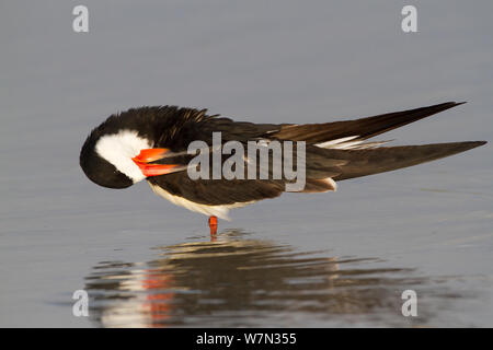 Schwarzes Abstreicheisen (Rynchops niger) putzen in den Untiefen eines salzwasser Lagune. St. Petersburg, Florida, USA, April. Stockfoto