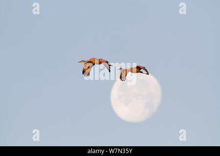 Kanadakraniche (Grus canadensis) auf Migration Flug durch den Mond. Jasper und Pulaski County, Indiana, USA, Dezember. Stockfoto