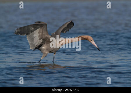 Rötlich Seidenreiher (Egretta rufescens) Zucht im Gefieder, suchen nach Nahrung mit Flügeln öffnen. St. Petersburg, Florida, USA, April. Stockfoto