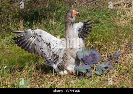 Hausgans, Toulouse (Anser anser), eine alte Rasse direkt aus dem wilden Graugans (Anser anser) im südlichen Frankreich gezüchtet. Calamus, Iowa, USA, November. Stockfoto