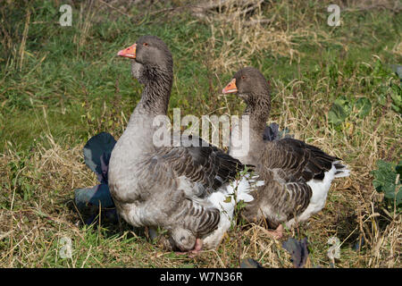 Hausgans, Toulouse (Anser anser) eine alte Rasse stammt von der wilden Graugans (Anser anser) in Südfrankreich. Calamus, Iowa, USA, Mai. Stockfoto