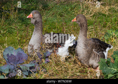 Hausgans, Toulouse (Anser anser) eine alte Rasse stammt von der wilden Graugans (Anser anser) in Südfrankreich. Calamus, Iowa, USA, Mai. Stockfoto