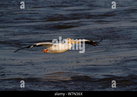 American White Pelican (Pelecanus erythrorynchos) in Zucht Gefieder; beachten Sie charakteristische 'horn', die später in der Brutzeit fallen, auf den oberen Unterkiefer. Mississippi River, in der Nähe von East Moline, Illinois, USA, Mai. Stockfoto