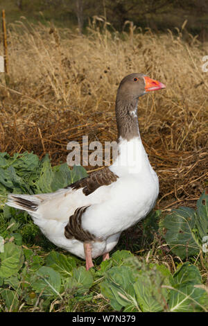 Hausgans, Grau Saddleback Pomeranian Goose (Anser anser) eine Rasse entwickelt in Deutschland, stammen von den wilden Graugans (Anser anser). Calamus, Iowa, USA, November. Stockfoto