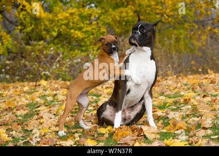 Männliche Boxer mit 10-Woche Boxer Welpen spielen auf Herbstlaub, USA. Stockfoto