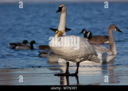 Trompeter Schwan (Cygnus buccinator) mit Nackenband, auf Ice Shelf entlang St. Croix River. Wisconsin, USA, Februar. Stockfoto