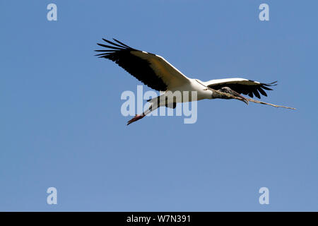 Holz Stork (Mycteria americana) im Flug mit Nistmaterial. St. John's County, Florida, USA, März. Stockfoto