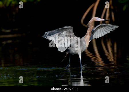 Rötlich Seidenreiher (Egretta rufescens) Zucht im Gefieder, mit charakteristischen offenen Flügeln und Bounding Nahrungssuche gangwerk am Rande der Roten mangrove. Pinellas County, Florida, USA, März. Stockfoto