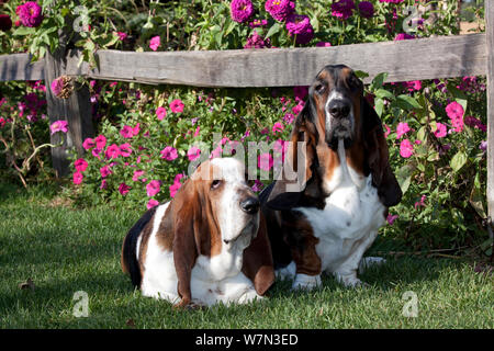 Zwei dreifarbige Basset Hound Hunde auf Gras von Petunien und zinnien in Garten. USA Stockfoto