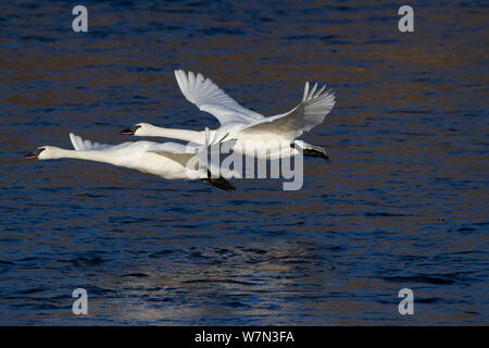 Trumpeter Swans (Cygnus buccinator) im Flug niedrig über dem Wasser. Mississippi, Minnesota, USA, Februar. Stockfoto